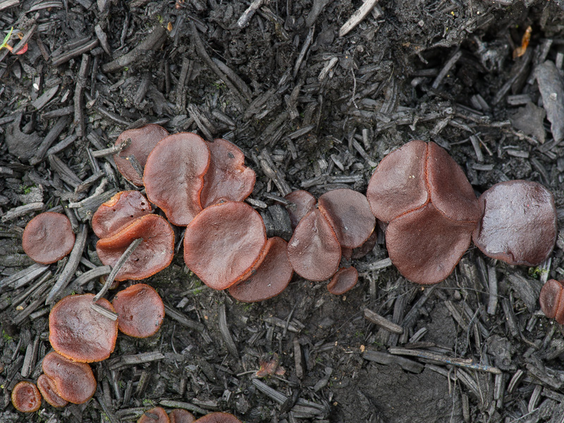 Plicaria trachycarpa